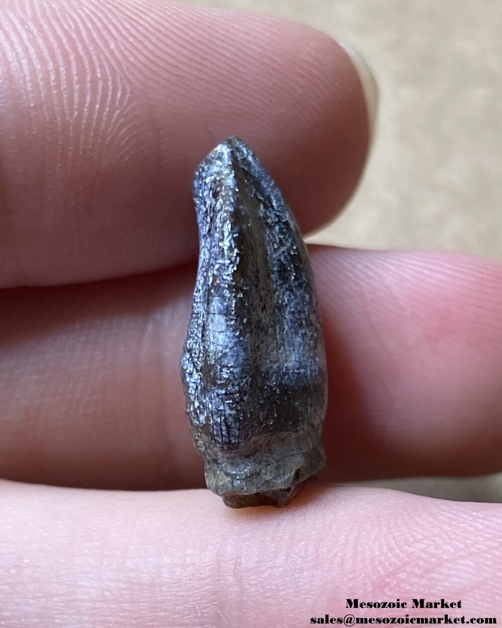 An image of a fossilized dinosaur tooth from a Jurassic sauropod.