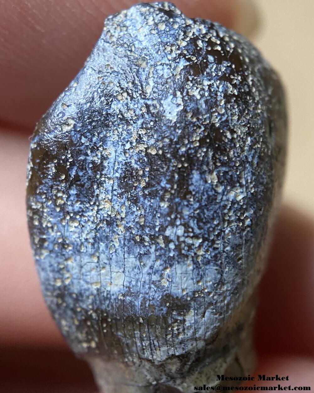 An image of a closeup view of a fossilized dinosaur tooth from a Jurassic sauropod.