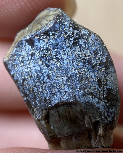 An image of a closeup view of a fossilized dinosaur tooth from a Jurassic sauropod.