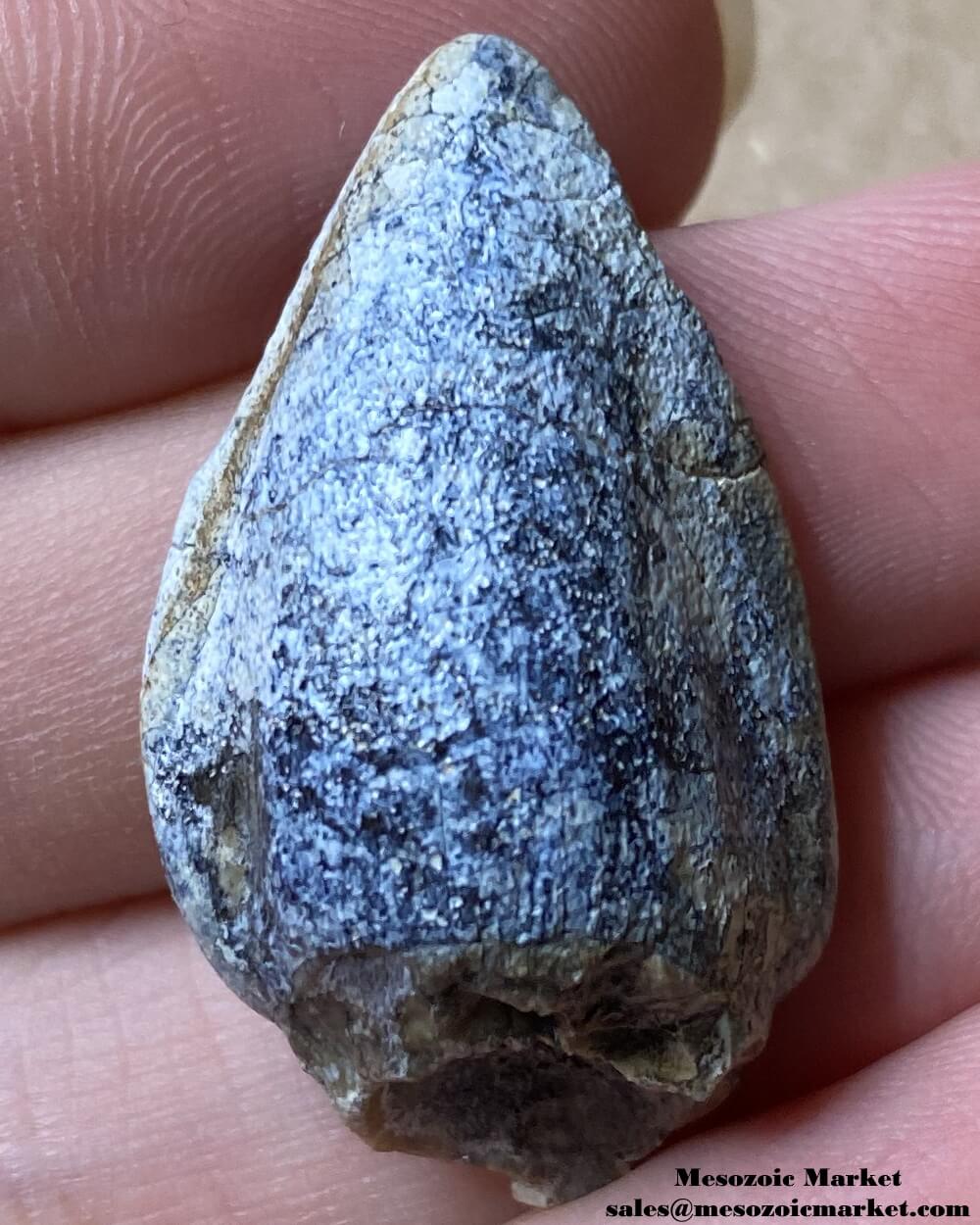 An image of a worn fossilized dinosaur tooth from a Jobaria sauropod.