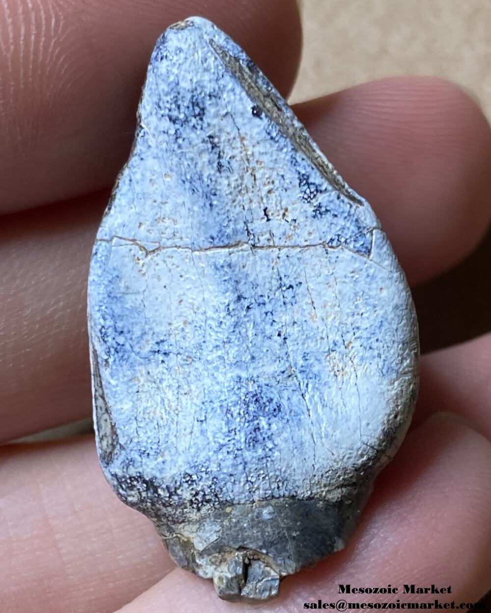 An image of a worn fossilized dinosaur tooth from a Jobaria sauropod.