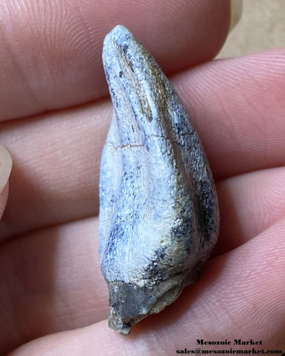 An image of a worn fossilized dinosaur tooth from a Jobaria sauropod.