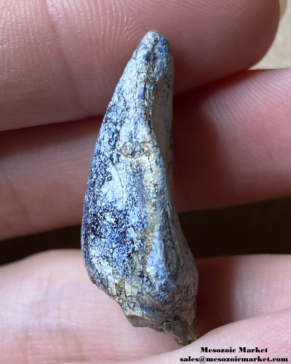 An image of a worn fossilized dinosaur tooth from a Jobaria sauropod.