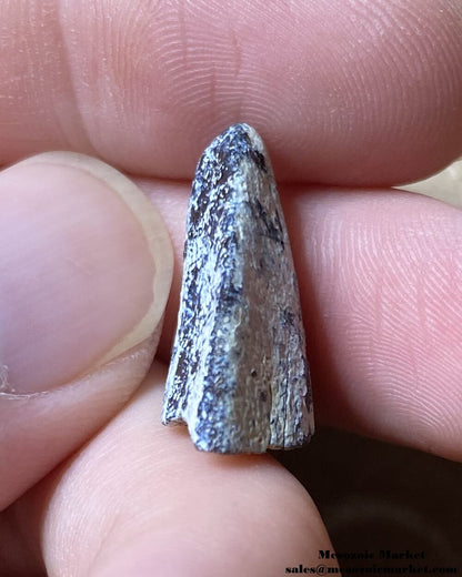 Fossilized dinosaur tooth tip of a sauropod. #NER13690-4