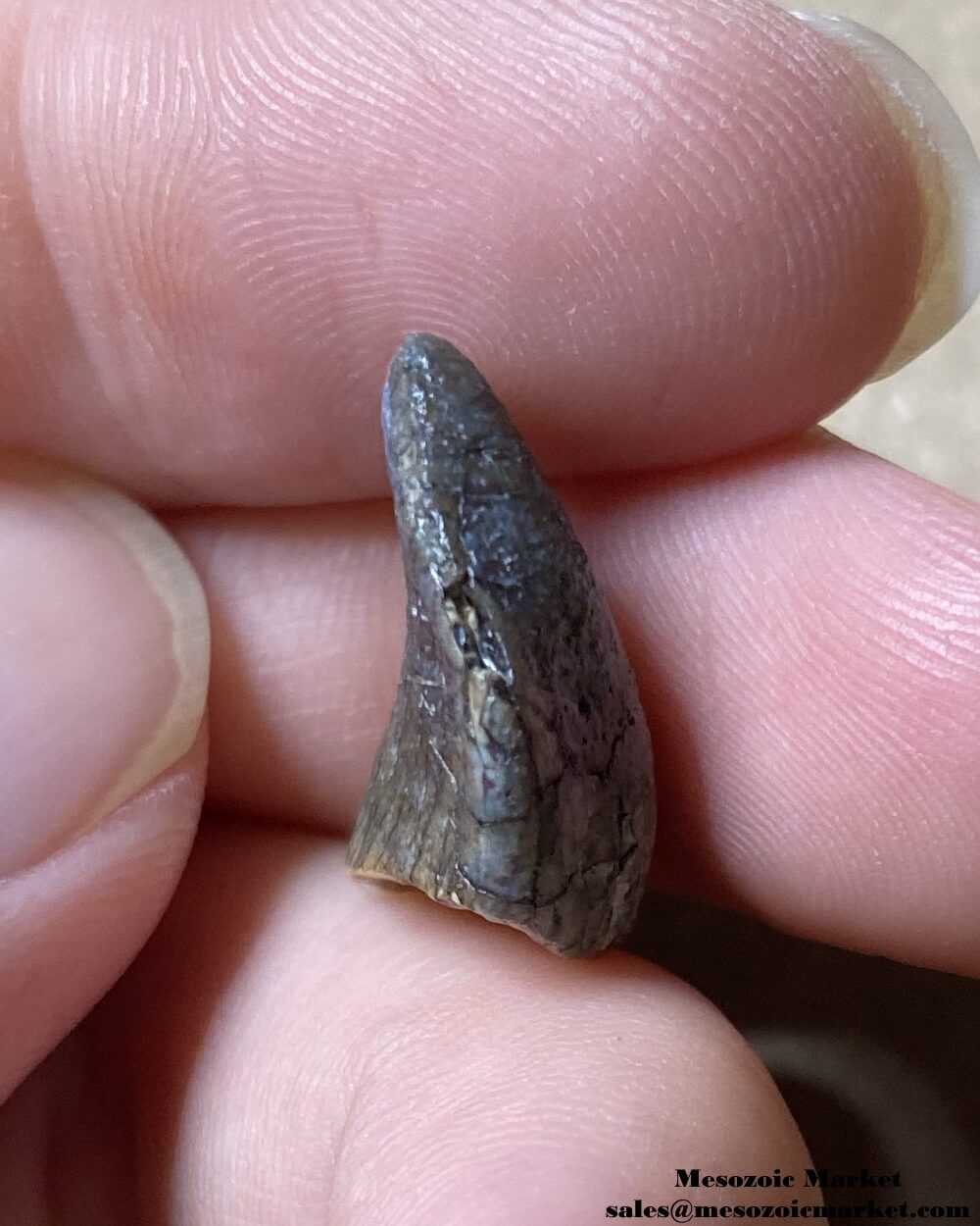 An image of a tooth tip from a Jurassic sauropod, possibly Spinophorosaurus.