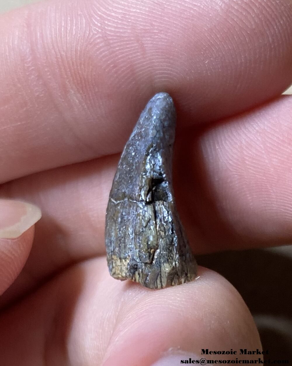 An image of a tooth tip from a Jurassic sauropod, possibly Spinophorosaurus.