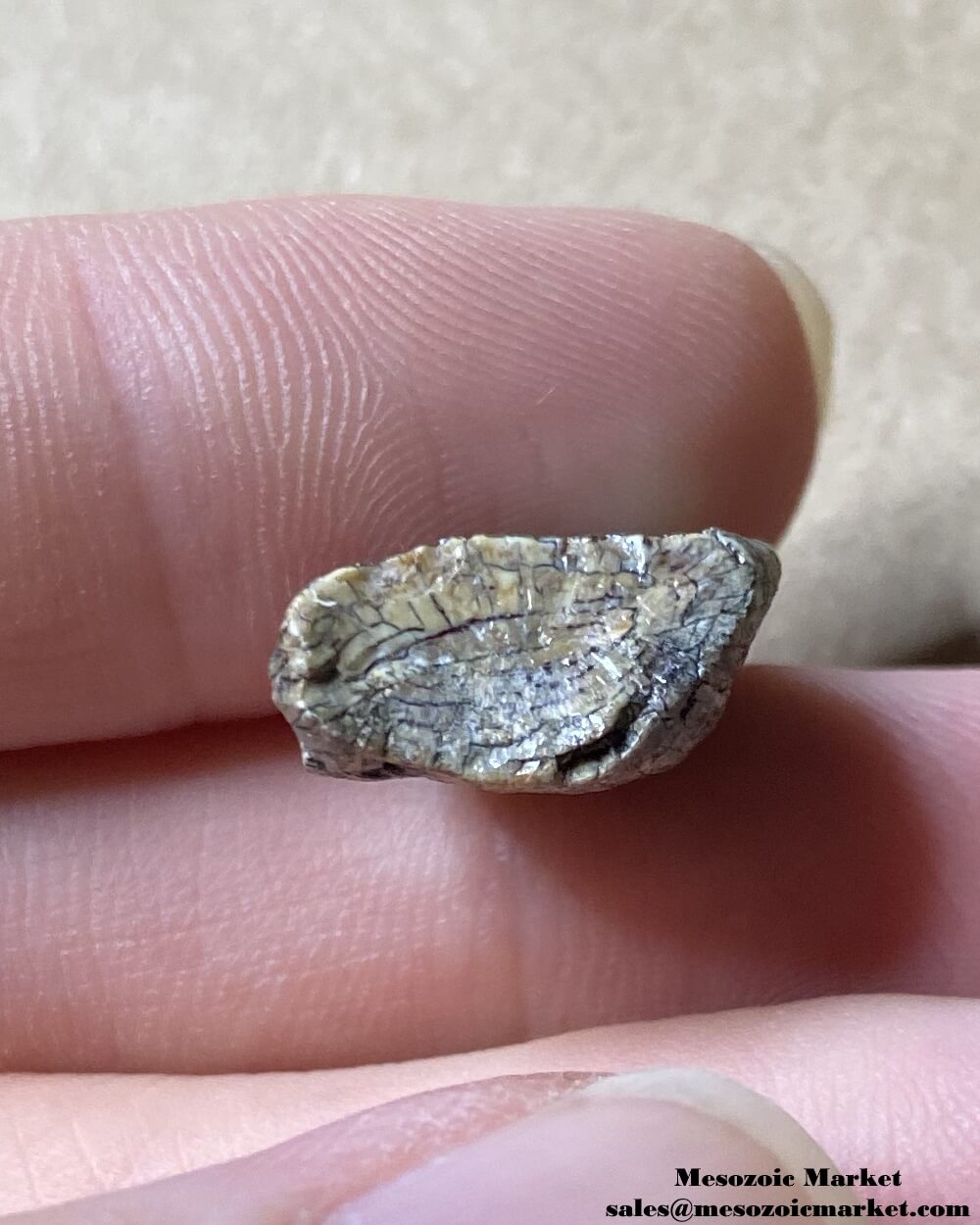 An image of a tooth tip cross-section from a Jurassic sauropod, possibly Spinophorosaurus.