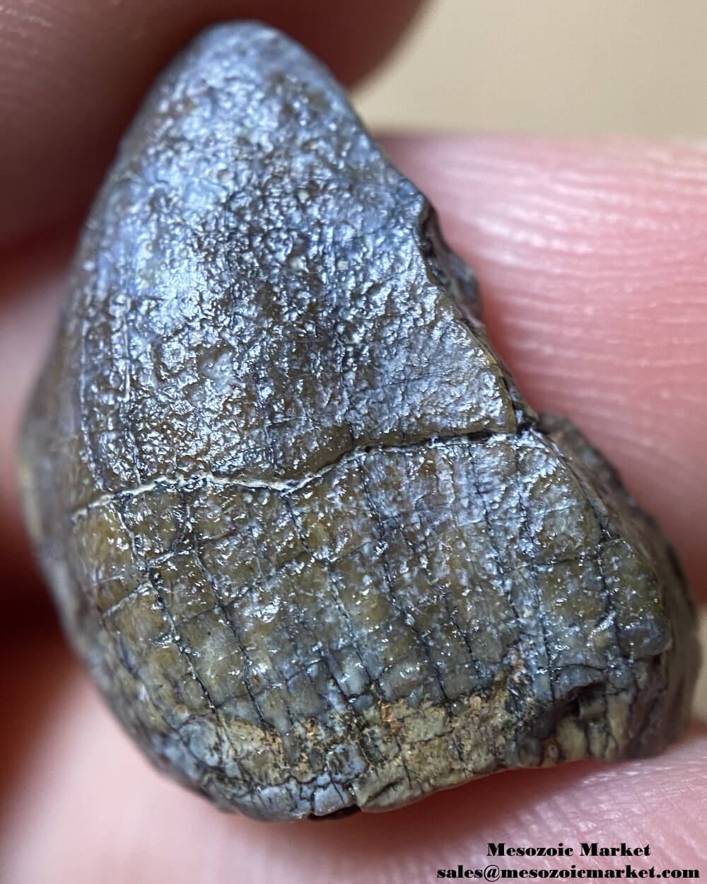 An image of a closeup view of a tooth tip from a Jurassic sauropod, possibly Spinophorosaurus.