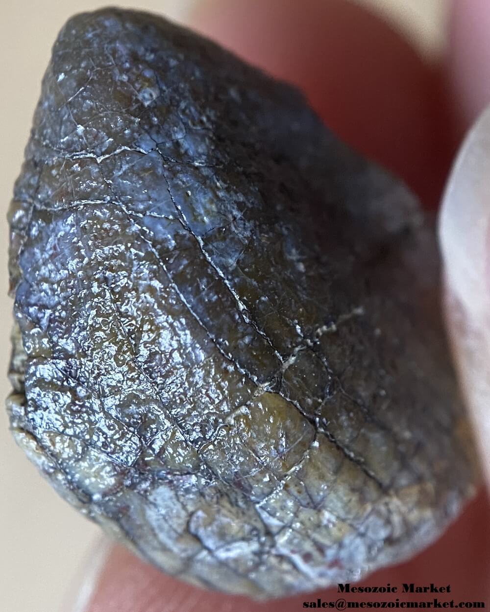 An image of a closeup view of a tooth tip from a Jurassic sauropod, possibly Spinophorosaurus.