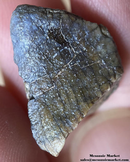 An image of a closeup view of a tooth tip from a Jurassic sauropod, possibly Spinophorosaurus.