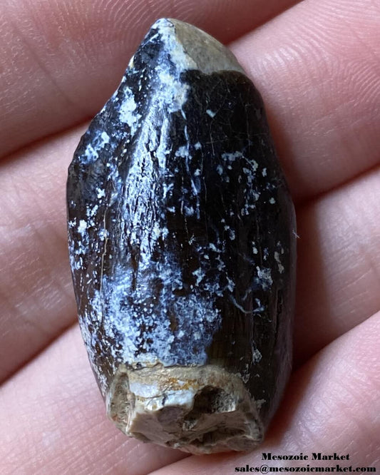 An image of a fossilized dinosaur tooth from a Jobaria sauropod.