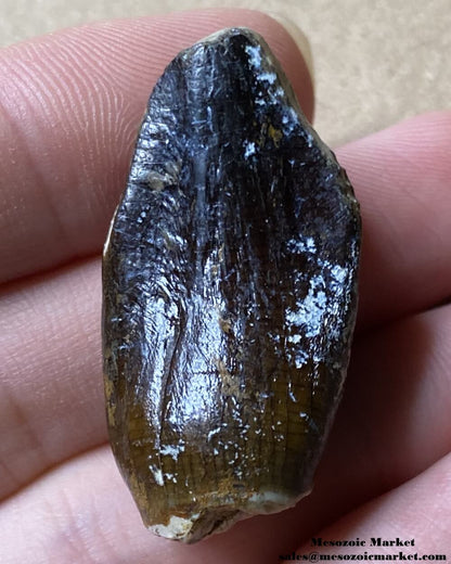 An image of a fossilized dinosaur tooth from a Jobaria sauropod.