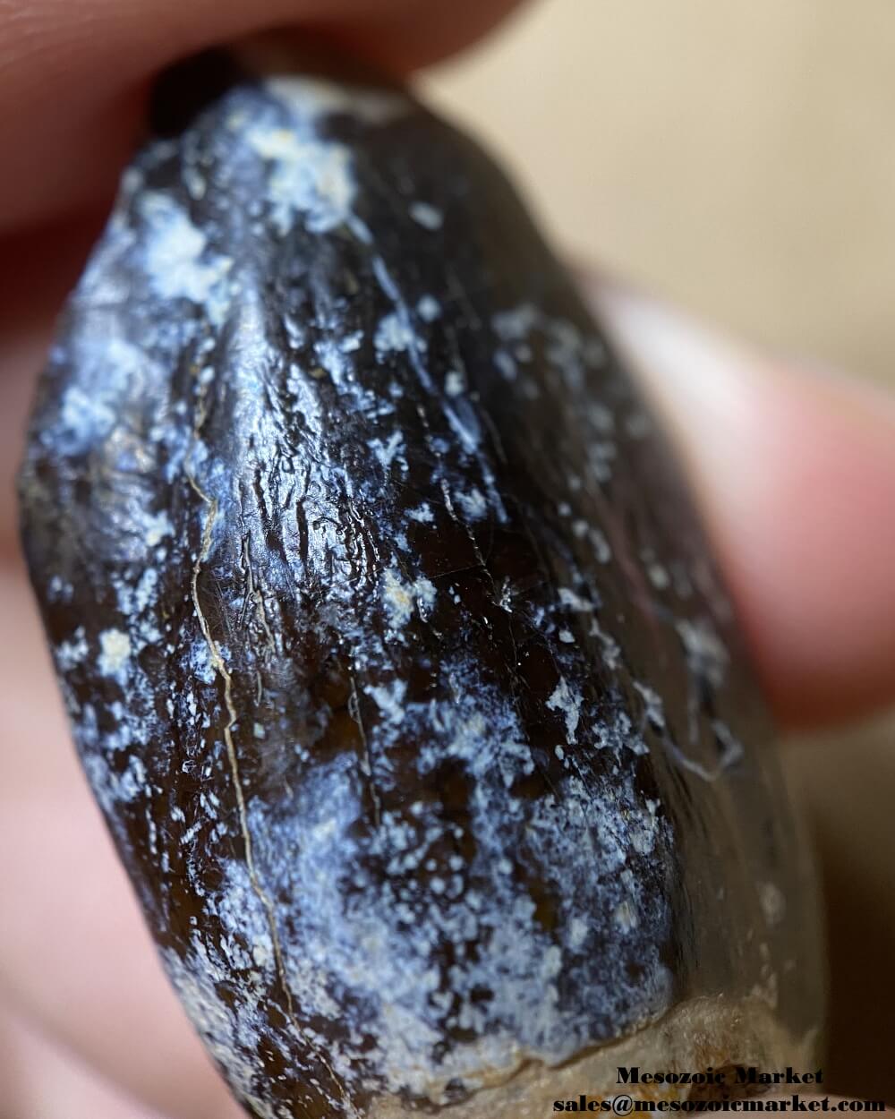 An image of a closeup view of a fossilized dinosaur tooth from a Jobaria sauropod.