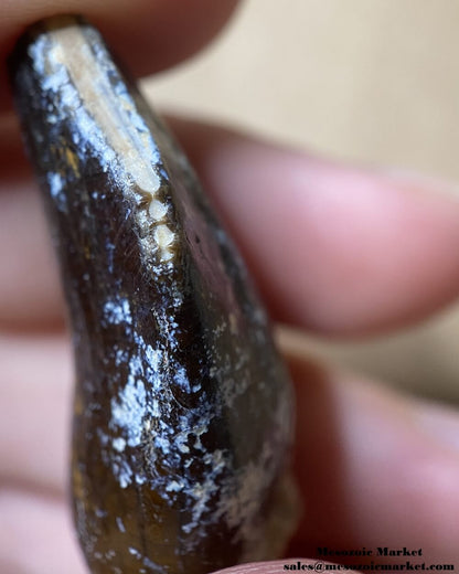 An image of a closeup view of feeding wear of a fossilized dinosaur tooth from a Jobaria sauropod.