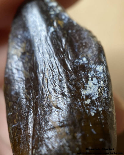 An image of a closeup view of the enamel of a fossilized dinosaur tooth from a Jobaria sauropod.