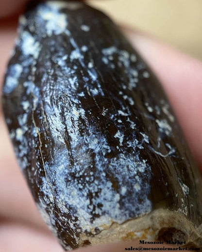 An image of a closeup view of the enamel of a fossilized dinosaur tooth from a Jobaria sauropod.