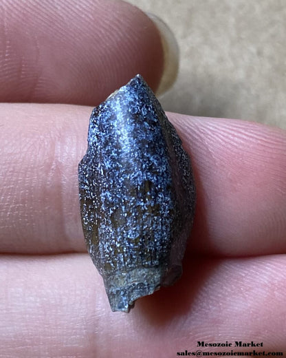 An image of a small fossilized dinosaur tooth from a Jobaria sauropod.