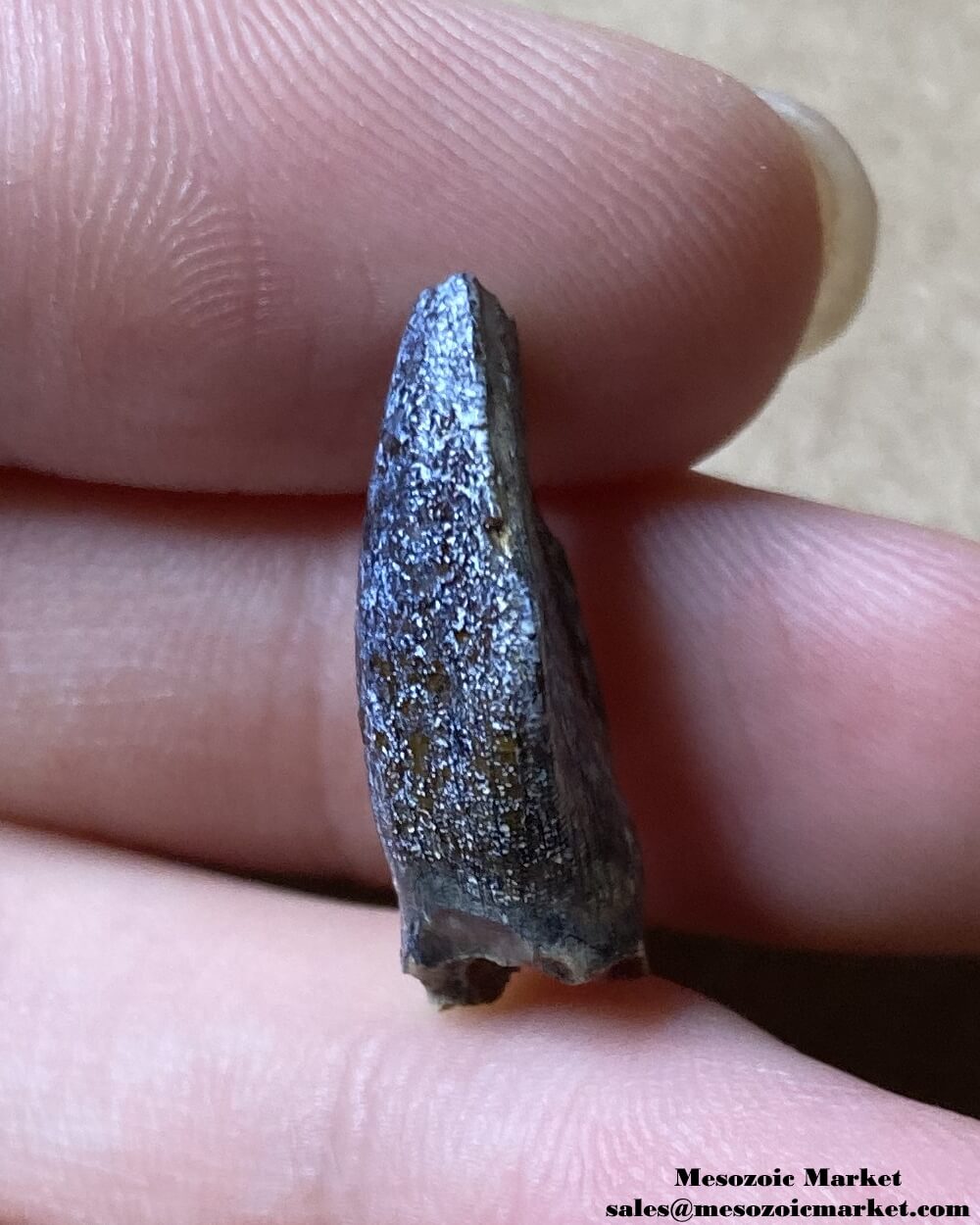 An image of a small fossilized dinosaur tooth from a Jobaria sauropod.