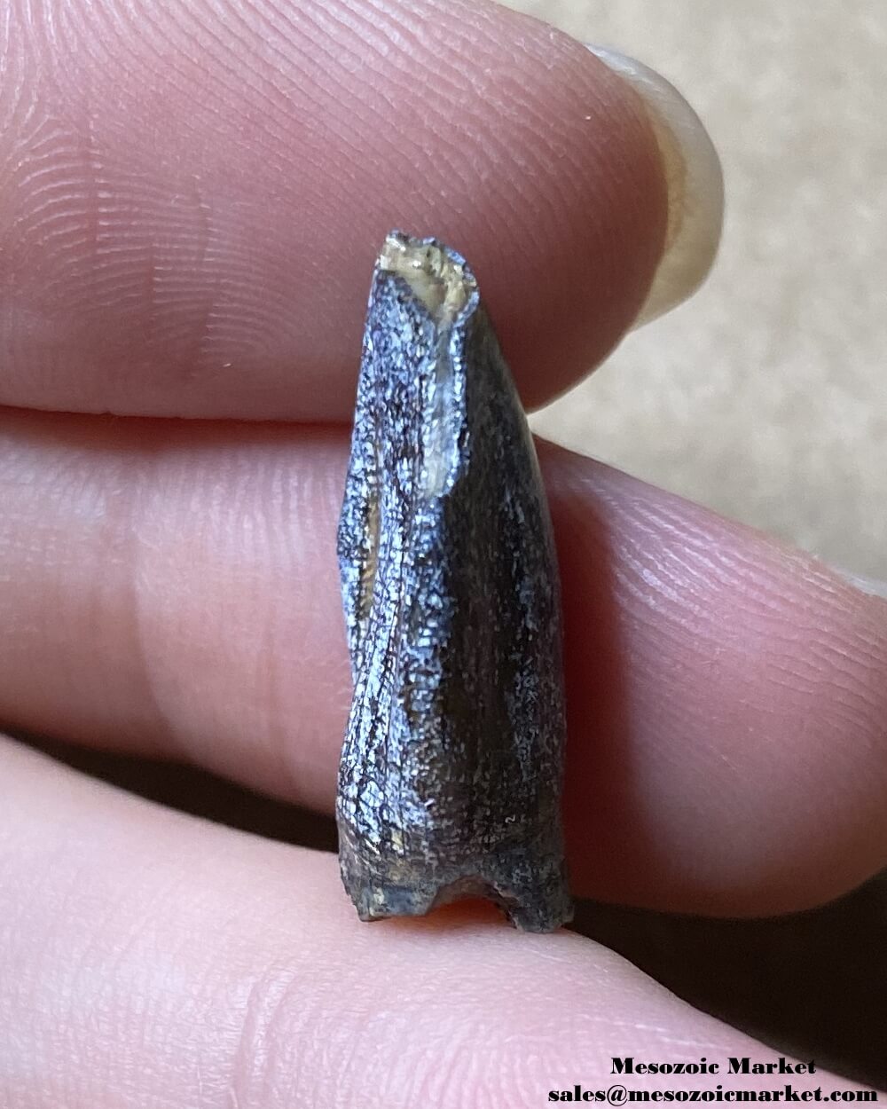 An image of a small fossilized dinosaur tooth from a Jobaria sauropod.