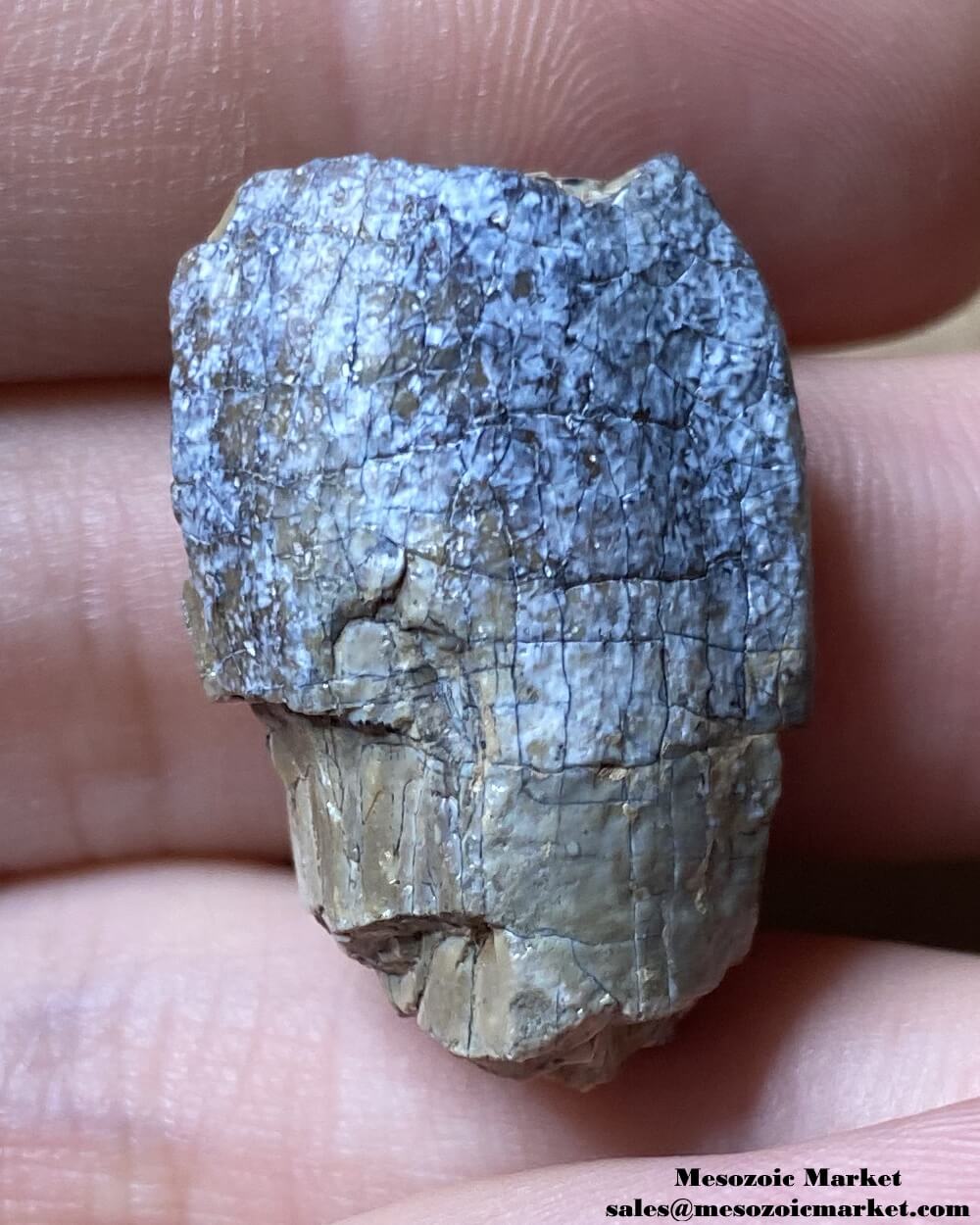 An image of a fossilized tooth from a sauropod dinosaur.