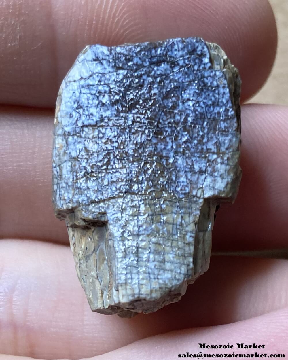 An image of a fossilized tooth from a sauropod dinosaur.