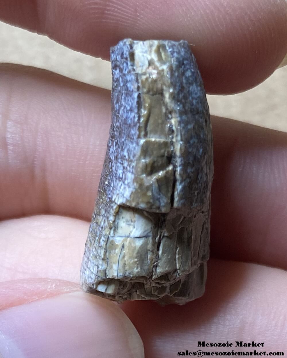 An image of a fossilized tooth from a sauropod dinosaur.