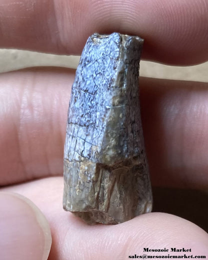 An image of a fossilized tooth from a sauropod dinosaur.