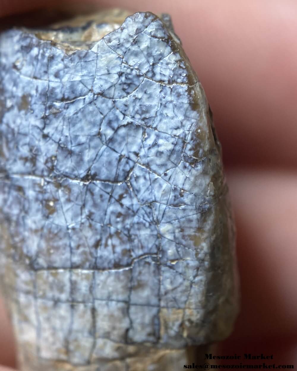 An image of a closeup view of a fossilized tooth from a sauropod dinosaur.