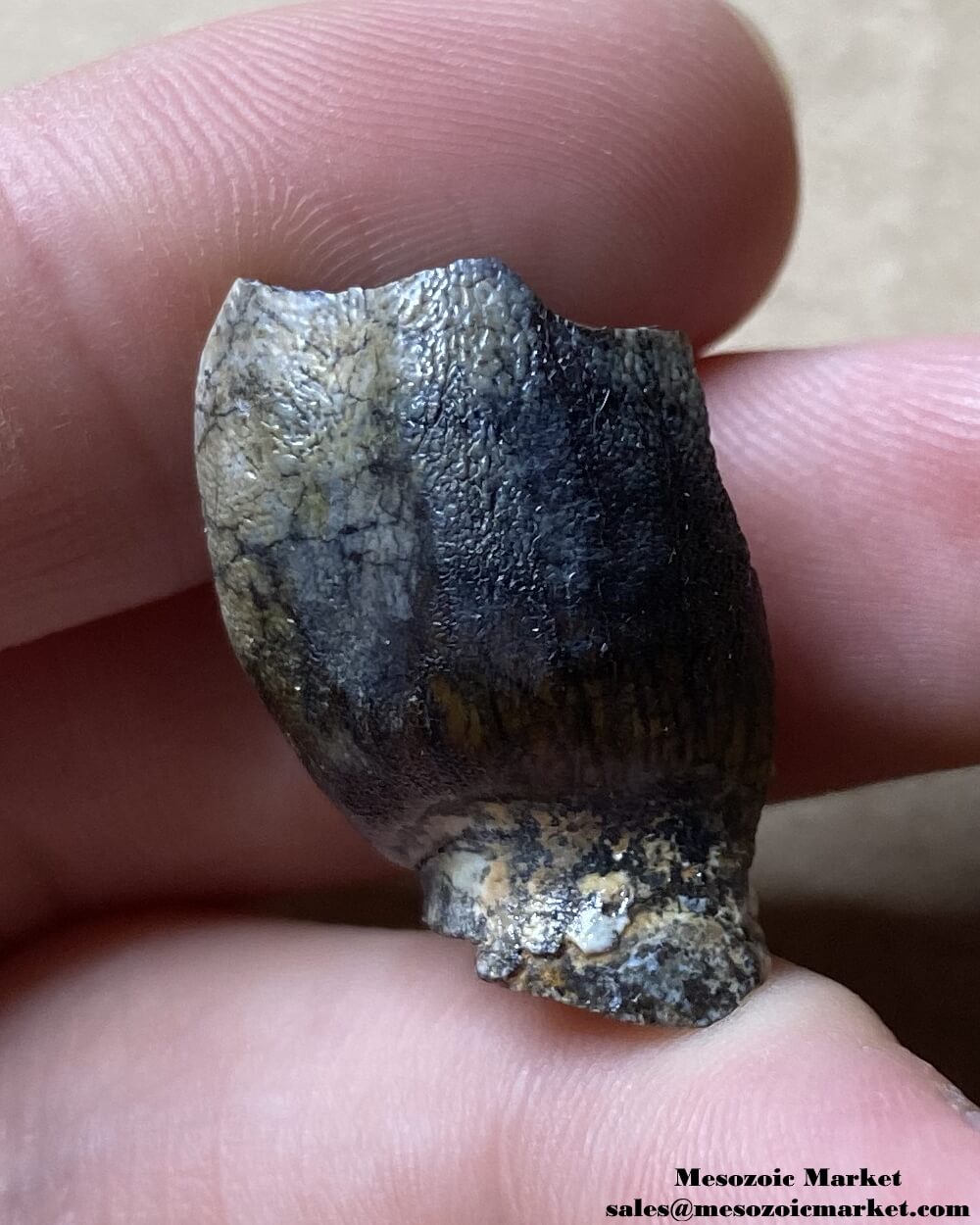 An image of a fossilized tooth from a sauropod dinosaur.