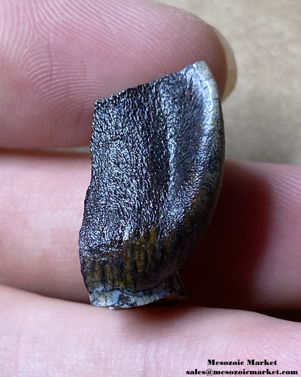 An image of a fossilized tooth from a sauropod dinosaur.