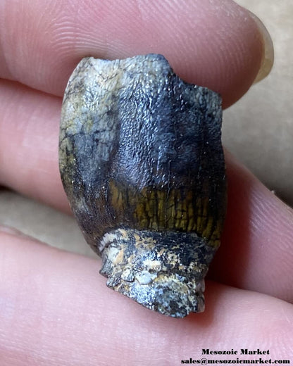 An image of a closeup view of a fossilized tooth from a sauropod dinosaur.