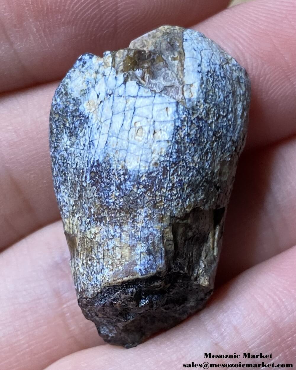 An image of a fossilized dinosaur tooth from a Jobaria sauropod.