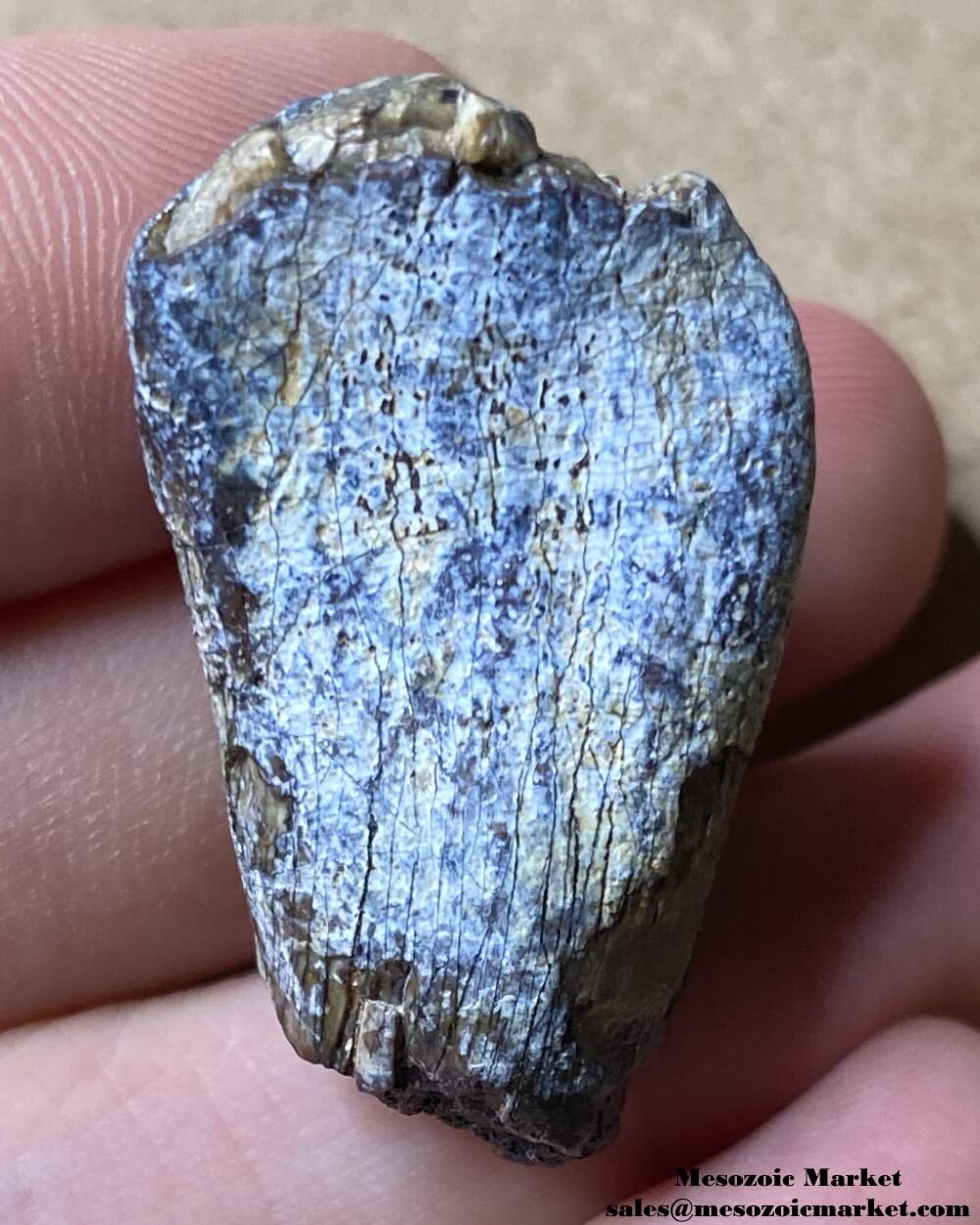 An image of a worn fossilized dinosaur tooth from a Jobaria sauropod.