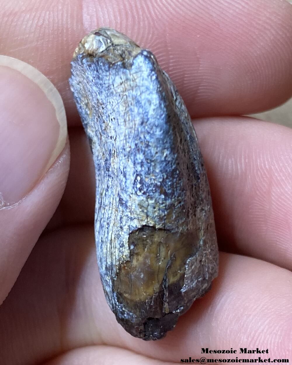 An image of a worn fossilized dinosaur tooth from a Jobaria sauropod.