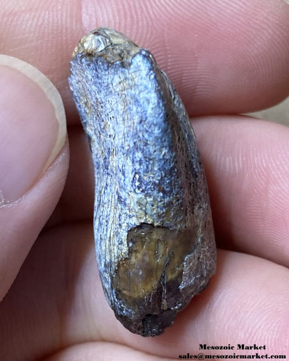 An image of a worn fossilized dinosaur tooth from a Jobaria sauropod.