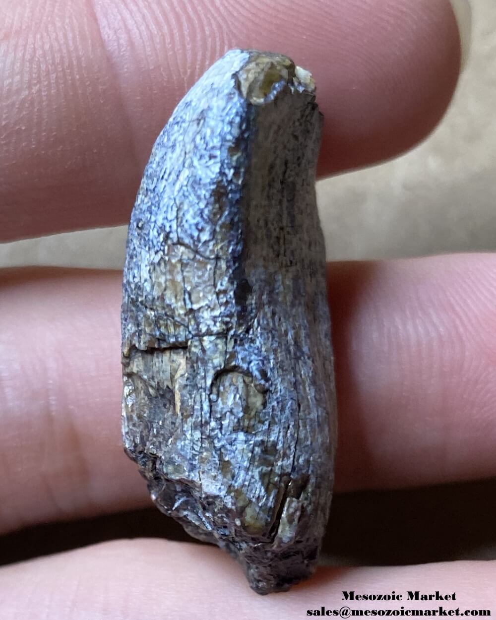 An image of a worn fossilized dinosaur tooth from a Jobaria sauropod.