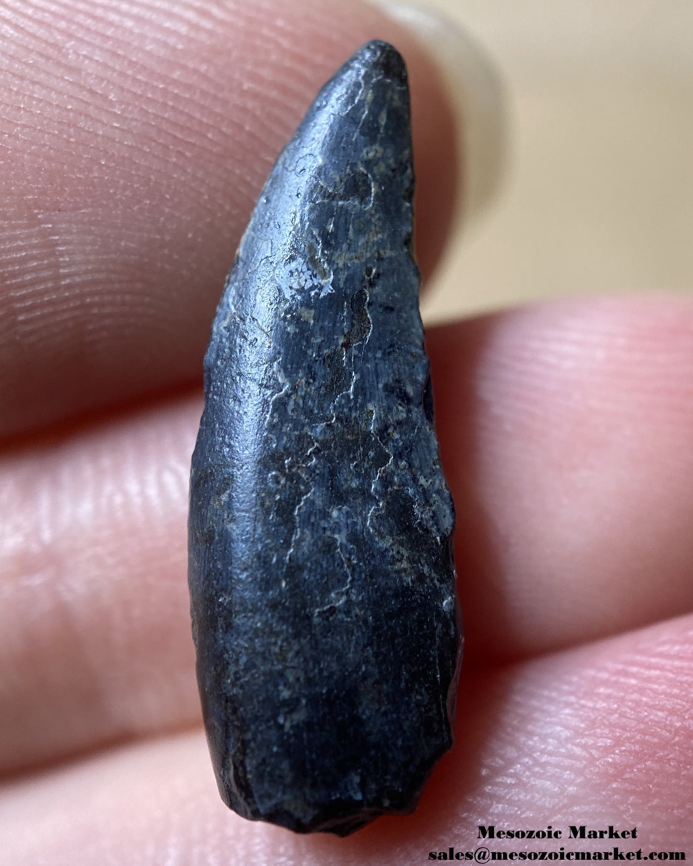 An image of a rare, but worn dinosaur tooth from a Kryptops abelisaurid.