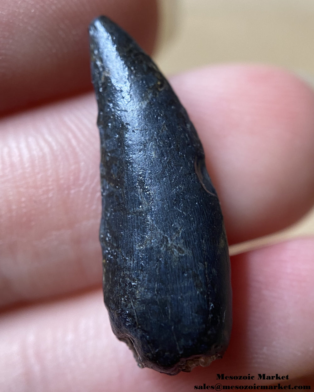 An image of a rare, but worn dinosaur tooth from a Kryptops abelisaurid.