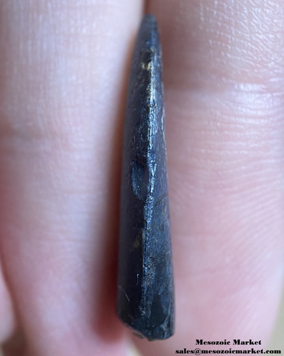 An image of a rare, but worn dinosaur tooth from a Kryptops abelisaurid.