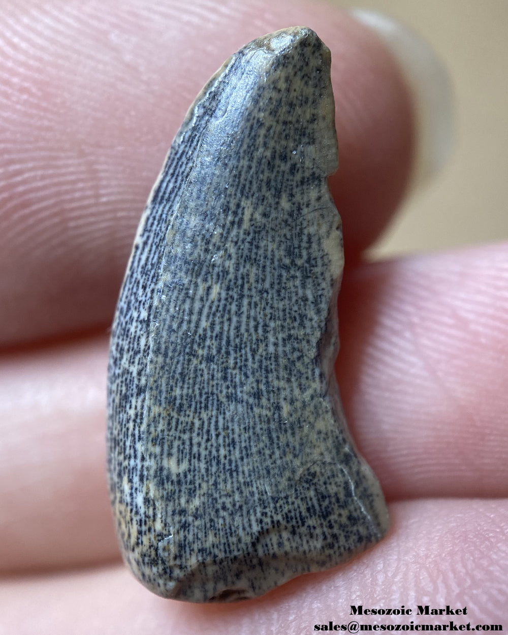 An image of a worn tooth from a rare theropod dinosaur, Kryptops palaios.