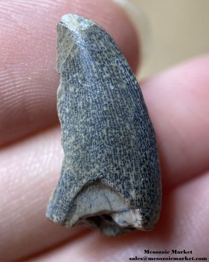 An image of a worn tooth from a rare theropod dinosaur, Kryptops palaios.