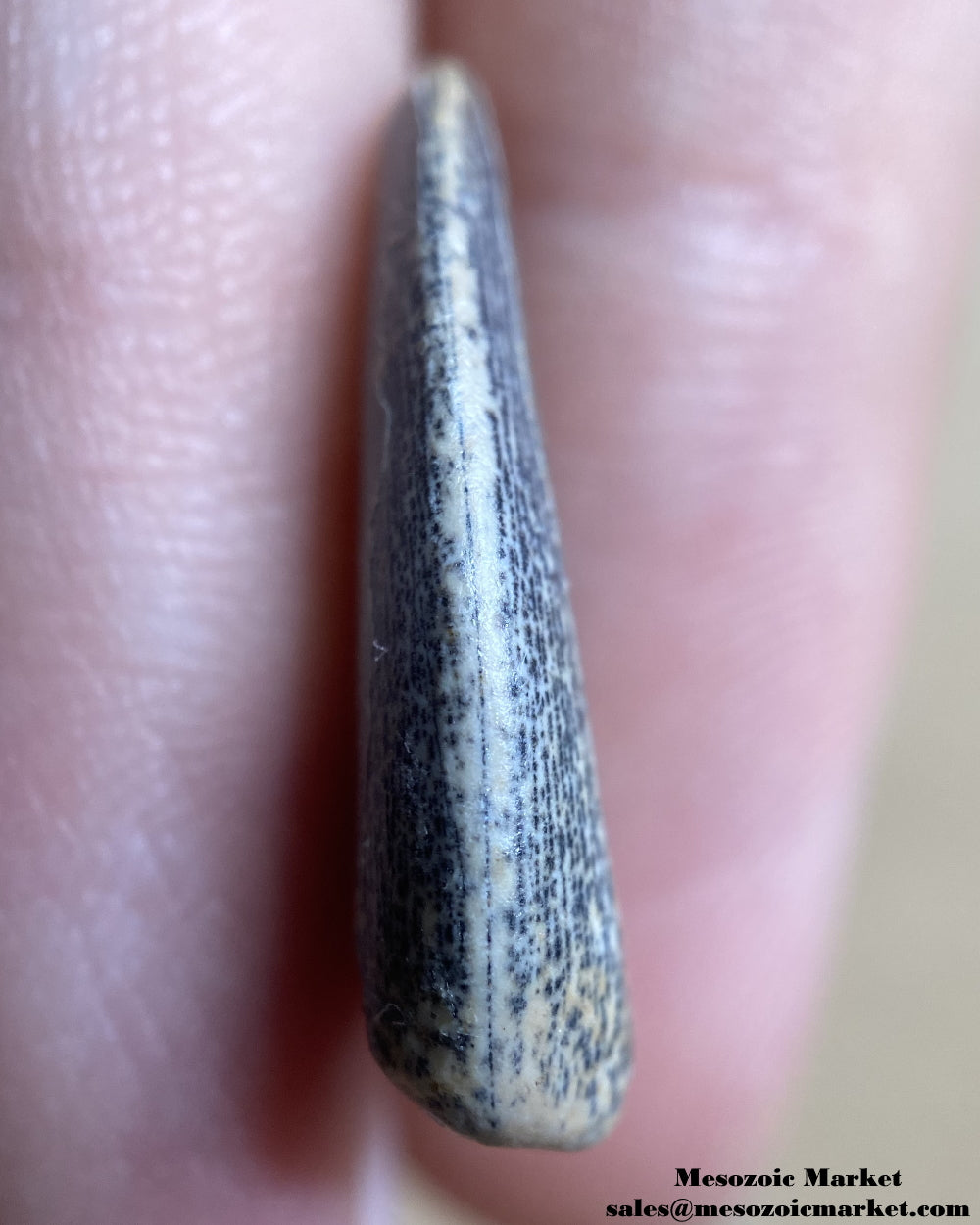 An image of a worn tooth from a rare theropod dinosaur, Kryptops palaios.