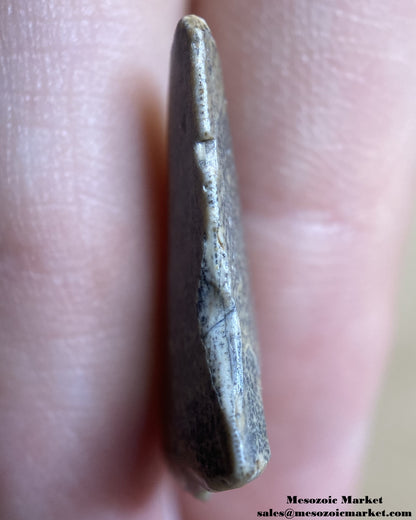 An image of a worn tooth from a rare theropod dinosaur, Kryptops palaios.