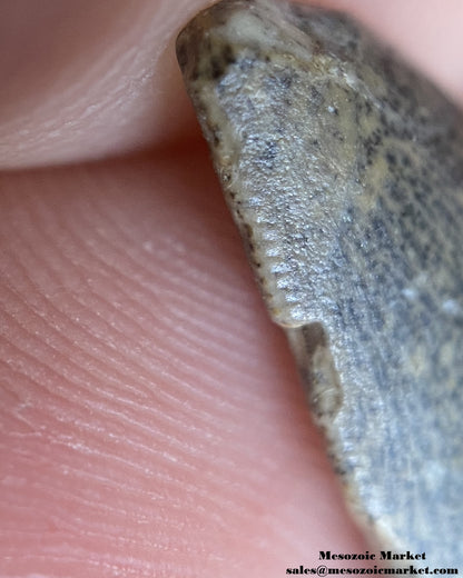 An image of very worn tooth serrations from a rare theropod dinosaur, Kryptops palaios.