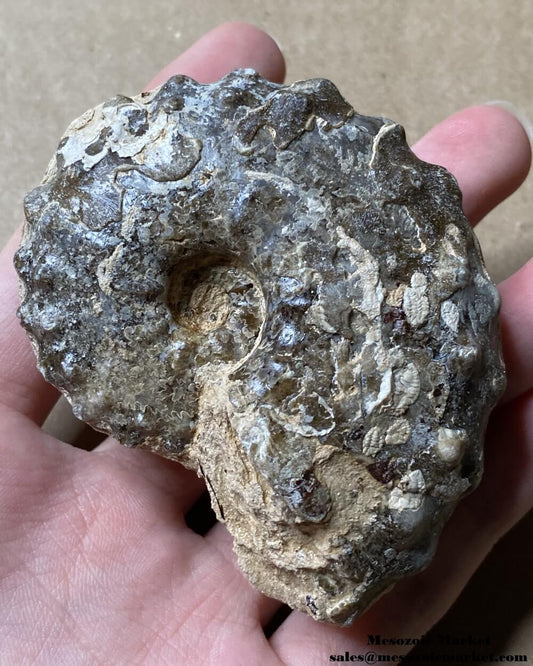 An image of a Mammites ammonite fossil from the Goulmima region of Morocco.