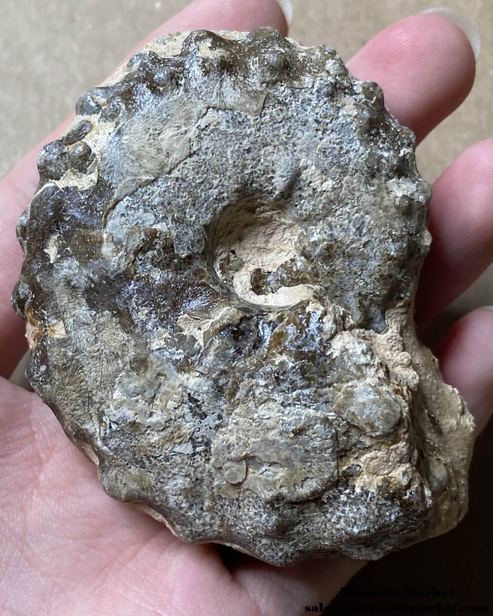 An image of a Mammites ammonite fossil from the Goulmima region of Morocco.