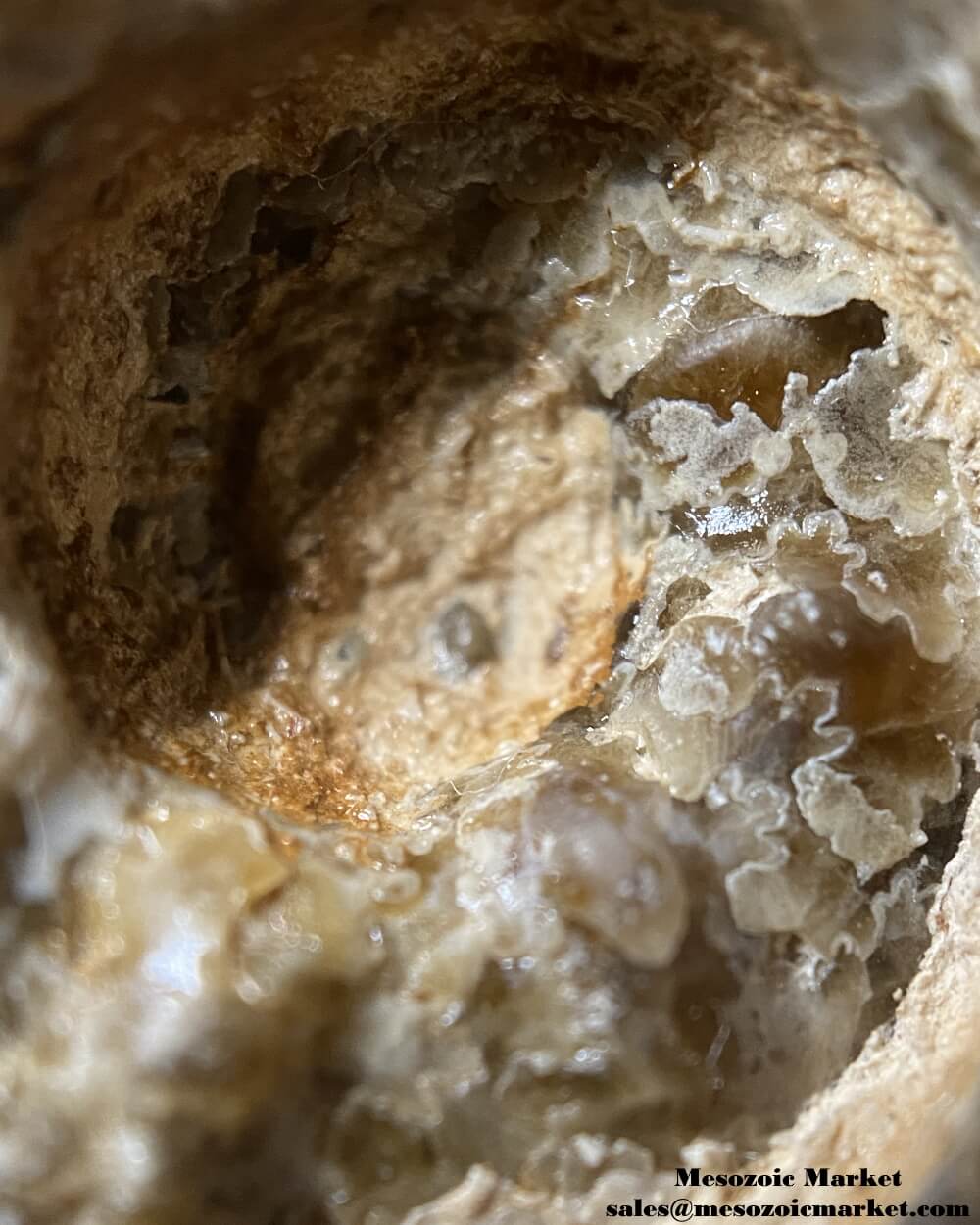 An image of a closeup view of a Mammites ammonite fossil from the Goulmima region of Morocco.