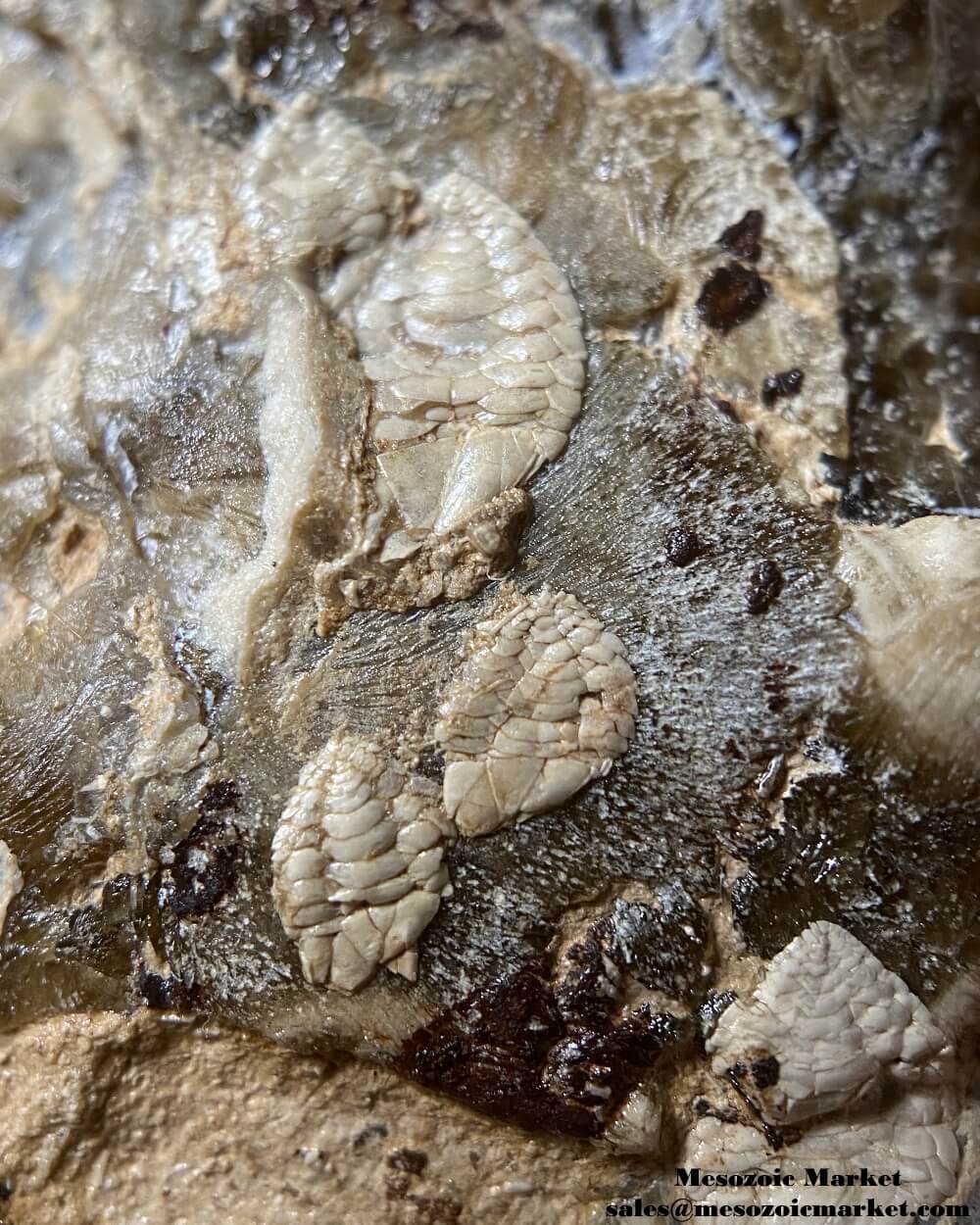 An image of a closeup view of a Mammites ammonite fossil from the Goulmima region of Morocco.