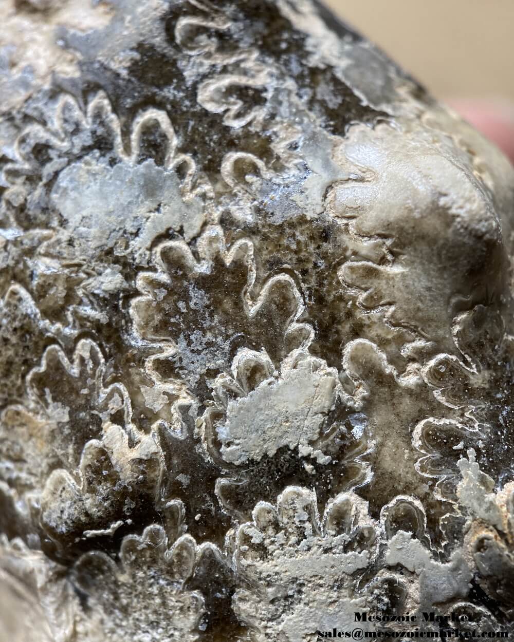 An image of a closeup view of a fossilized Mammites ammonite from Morocco.