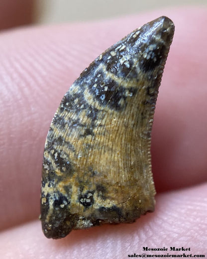 An image of a fossilized tooth from a Nanotyrannus dinosaur.